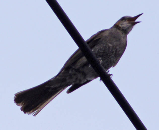 07DSC07515.jpg