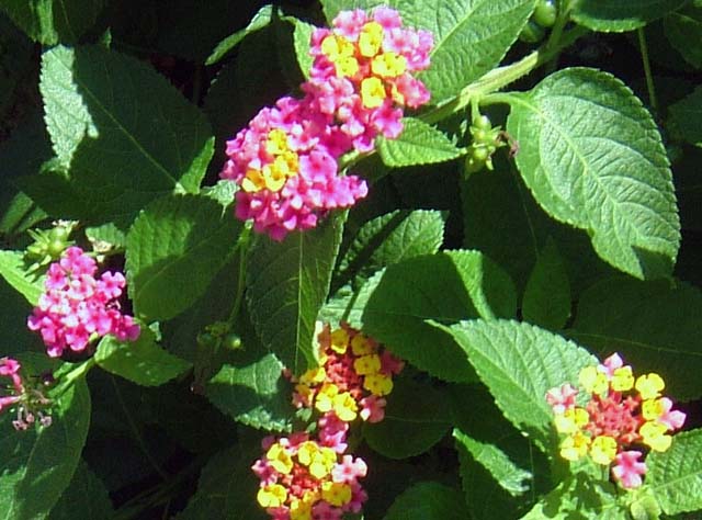 12DSCF9102.jpg