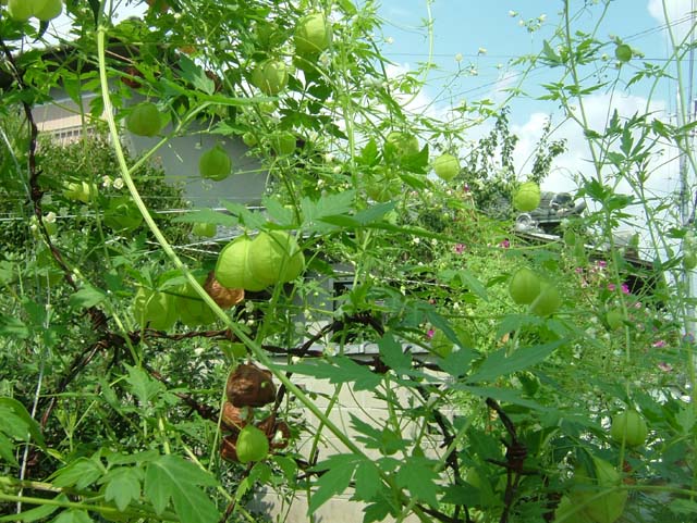 90DSCF9062.jpg