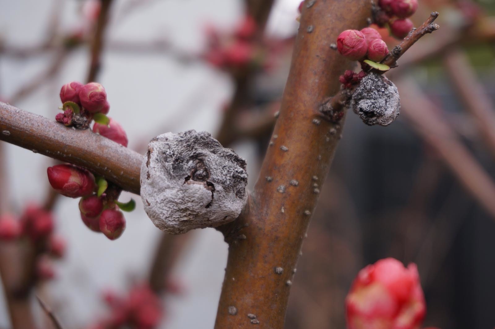 ボケの花はまだまだ 水色カメラ2