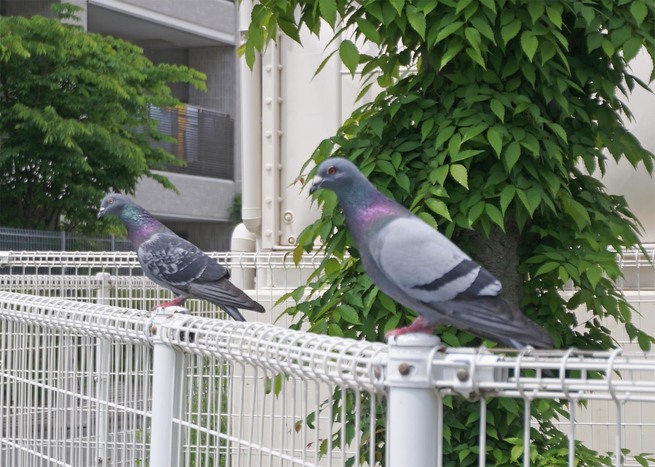 DSC00219b.jpg
