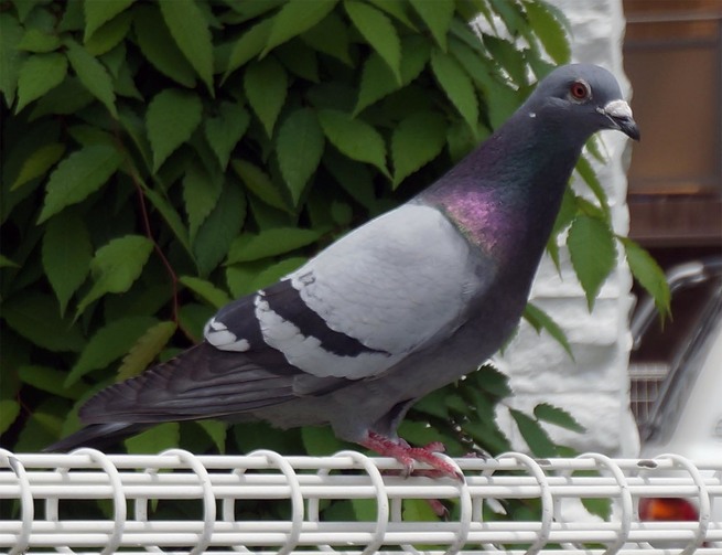 DSC00224a.jpg