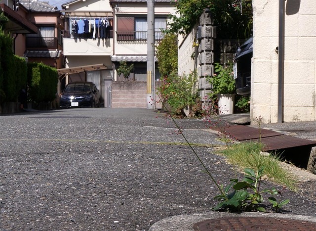 DSC01932a.jpg