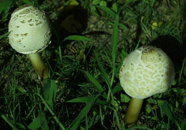 DSC07127a.jpg