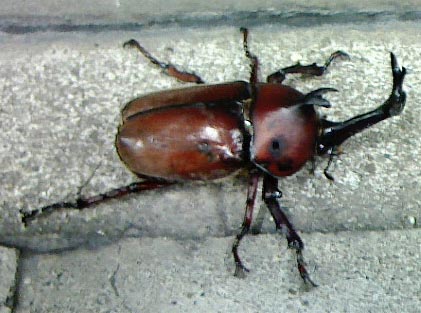 NEC_0062a.jpg